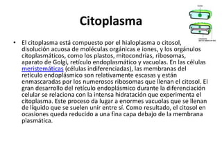 Citoplasma
• El citoplasma está compuesto por el hialoplasma o citosol,
  disolución acuosa de moléculas orgánicas e iones, y los orgánulos
  citoplasmáticos, como los plastos, mitocondrias, ribosomas,
  aparato de Golgi, retículo endoplasmático y vacuolas. En las células
  meristemáticas (células indiferenciadas), las membranas del
  retículo endoplásmico son relativamente escasas y están
  enmascaradas por los numerosos ribosomas que llenan el citosol. El
  gran desarrollo del retículo endoplásmico durante la diferenciación
  celular se relaciona con la intensa hidratación que experimenta el
  citoplasma. Este proceso da lugar a enormes vacuolas que se llenan
  de líquido que se suelen unir entre sí. Como resultado, el citosol en
  ocasiones queda reducido a una fina capa debajo de la membrana
  plasmática.
 