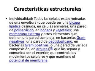 Características estructurales
• Individualidad: Todas las células están rodeadas
  de una envoltura (que puede ser una bicapa
  lipídica desnuda, en células animales; una pared
  de polisacárido, en hongos y vegetales; una
  membrana externa y otros elementos que
  definen una pared compleja, en bacterias Gram
  negativas; una pared de peptidoglicano, en
  bacterias Gram positivas; o una pared de variada
  composición, en arqueas)[8] que las separa y
  comunica con el exterior, que controla los
  movimientos celulares y que mantiene el
  potencial de membrana.
 
