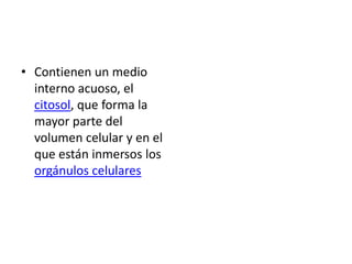 • Contienen un medio
  interno acuoso, el
  citosol, que forma la
  mayor parte del
  volumen celular y en el
  que están inmersos los
  orgánulos celulares
 