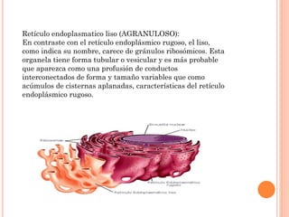 Retículo endoplasmatico liso (AGRANULOSO):
En contraste con el retículo endoplásmico rugoso, el liso,
como indica su nombre, carece de gránulos ribosómicos. Esta
organela tiene forma tubular o vesicular y es más probable
que aparezca como una profusión de conductos
interconectados de forma y tamaño variables que como
acúmulos de cisternas aplanadas, características del retículo
endoplásmico rugoso.
 