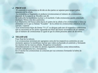  PROFASE
El centriolo o centrosoma se divide en dos partes se separan para ocupar polos
opuestos en la célula.
La cromatina se fragmenta en pedazos (cromosomas).el número de cromosomas
depende de la especie ej. Hombre son 46.
Se reabsorbe la membrana nuclear y el nucléolo. Cada cromosoma queda conectado
mediante fibras a los dos centriolos.
Los filamentos del hueso jalan hacia el centro de la célula a los cromosomas y éstos se
alimentan en lo que se llaman “Ecuador ” de la célula los cromosomas entonces se en
curvan y separan
Los cromosomas hijos de forma “V ó J” se dirigen cada uno al respectivo centrosoma
que se encuentra en los polos siguiendo los hilos del hueso acromático de tal manera
que el número de cromosomas es igual al que la célula presenta antes de dividirse.
 TELOFASE
Fase final de la mitosis.
Los cromosomas terminan por agruparse cerca de los respectivos centriolos en este
momento aparece la membrana nuclear que rodea excluyendo al centriolo y formando
los núcleos de las nuevas células. Reaparece el nucléolo.
Simultáneamente se dividen los demás organelos celulares como mitocondrias,
retículo endoplasma tico, cloroplastos.
En el núcleo los cromosomas se conectan por sus extremos formando la hebra de
cromatina.
 