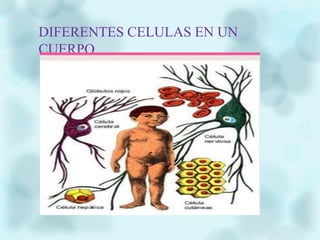DIFERENTES CELULAS EN UN
CUERPO
 