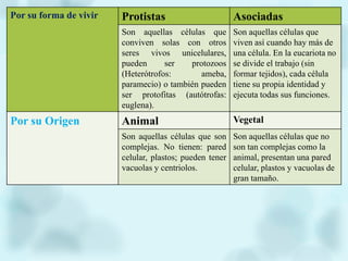 Por su forma de vivir Protistas Asociadas
Son aquellas células que
conviven solas con otros
seres vivos unicelulares,
pueden ser protozoos
(Heterótrofos: ameba,
paramecio) o también pueden
ser protofitas (autótrofas:
euglena).
Son aquellas células que
viven así cuando hay más de
una célula. En la eucariota no
se divide el trabajo (sin
formar tejidos), cada célula
tiene su propia identidad y
ejecuta todas sus funciones.
Por su Origen Animal Vegetal
Son aquellas células que son
complejas. No tienen: pared
celular, plastos; pueden tener
vacuolas y centriolos.
Son aquellas células que no
son tan complejas como la
animal, presentan una pared
celular, plastos y vacuolas de
gran tamaño.
 