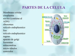 PARTES DE LA CELULA
Membrana celular
citoplasma
núcleo (contiene al
ADN)
ribosomas
retículo endoplasmico
liso
retículo endoplasmico
rugoso
aparato de golgi
lisosomas
mitocondrias
micro túbulos
centriolos
 