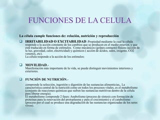 FUNCIONES DE LA CELULA
La célula cumple funciones de: relación, nutrición y reproducción
 IRRITABILIDAD O EXCITABILIDAD: :Propiedad mediante la cual la célula
responde a la acción constante de los cambios que se producen en el medio exterior, y que
está traducido en forma de estímulos. Como mecánicos (golpes contacto) físicos (acción de
la luz, gravedad, calor, electricidad) y químicos ( acción de ácidos, sales, oxigeno, CO2
venenos, etc).
La célula responde a la acción de los estímulos:
 MOVILIDAD.-
Manifestación más importante de la vida, se puede distinguir movimientos interiores y
exteriores.
 FUNCIÓN DE NUTRICIÓN.-
comprende la selección, ingestión y digestión de las sustancias alimenticias,. La
característica central de la nutrición como en todos los procesos vitales, es el metabolismo
(conjunto de reacciones químicas que sufren las sustancias nutritivas dentro de la célula
para liberar energía).
El metabolismo comprende 2 fases: Anabolismo (proceso de síntesis con formación de
proteínas para la renovación del protoplasma y para el crecimiento) y el catabolismo
(proceso por el cual se produce una degradación de las sustancias organizadas de los seres
vivos).
 