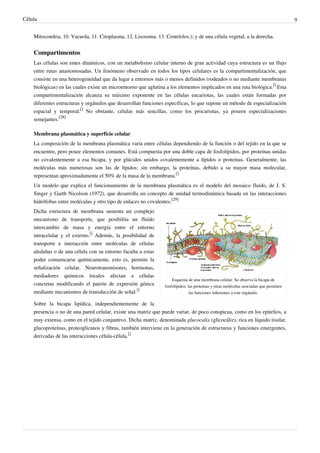 Célula 9
Mitocondria, 10. Vacuola, 11. Citoplasma, 12. Lisosoma. 13. Centríolos.); y de una célula vegetal, a la derecha.
Compartimentos
Las células son entes dinámicos, con un metabolismo celular interno de gran actividad cuya estructura es un flujo
entre rutas anastomosadas. Un fenómeno observado en todos los tipos celulares es la compartimentalización, que
consiste en una heterogeneidad que da lugar a entornos más o menos definidos (rodeados o no mediante membranas
biológicas) en las cuales existe un microentorno que aglutina a los elementos implicados en una ruta biológica.
[]
Esta
compartimentalización alcanza su máximo exponente en las células eucariotas, las cuales están formadas por
diferentes estructuras y orgánulos que desarrollan funciones específicas, lo que supone un método de especialización
espacial y temporal.
[]
No obstante, células más sencillas, como los procariotas, ya poseen especializaciones
semejantes.
[28]
Membrana plasmática y superficie celular
La composición de la membrana plasmática varía entre células dependiendo de la función o del tejido en la que se
encuentre, pero posee elementos comunes. Está compuesta por una doble capa de fosfolípidos, por proteínas unidas
no covalentemente a esa bicapa, y por glúcidos unidos covalentemente a lípidos o proteínas. Generalmente, las
moléculas más numerosas son las de lípidos; sin embargo, la proteínas, debido a su mayor masa molecular,
representan aproximadamente el 50% de la masa de la membrana.
[]
Un modelo que explica el funcionamiento de la membrana plasmática es el modelo del mosaico fluido, de J. S.
Singer y Garth Nicolson (1972), que desarrolla un concepto de unidad termodinámica basada en las interacciones
hidrófobas entre moléculas y otro tipo de enlaces no covalentes.
[29]
Esquema de una membrana celular. Se observa la bicapa de
fosfolípidos, las proteínas y otras moléculas asociadas que permiten
las funciones inherentes a este orgánulo.
Dicha estructura de membrana sustenta un complejo
mecanismo de transporte, que posibilita un fluido
intercambio de masa y energía entre el entorno
intracelular y el externo.
[]
Además, la posibilidad de
transporte e interacción entre moléculas de células
aledañas o de una célula con su entorno faculta a estas
poder comunicarse químicamente, esto es, permite la
señalización celular. Neurotransmisores, hormonas,
mediadores químicos locales afectan a células
concretas modificando el patrón de expresión génica
mediante mecanismos de transducción de señal.
[]
Sobre la bicapa lipídica, independientemente de la
presencia o no de una pared celular, existe una matriz que puede variar, de poco conspicua, como en los epitelios, a
muy extensa, como en el tejido conjuntivo. Dicha matriz, denominada glucocalix (glicocáliz), rica en líquido tisular,
glucoproteínas, proteoglicanos y fibras, también interviene en la generación de estructuras y funciones emergentes,
derivadas de las interacciones célula-célula.
[]
 
