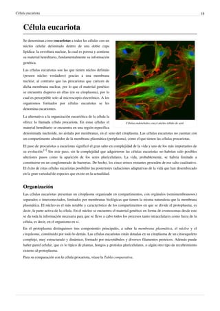 Célula eucariota 18
Célula eucariota
Células endoteliales con el núcleo teñido de azul.
Se denominan como eucariotas a todas las células con un
núcleo celular delimitado dentro de una doble capa
lipídica: la envoltura nuclear, la cual es porosa y contiene
su material hereditario, fundamentalmente su información
genética.
Las células eucariotas son las que tienen núcleo definido
(poseen núcleo verdadero) gracias a una membrana
nuclear, al contrario que las procariotas que carecen de
dicha membrana nuclear, por lo que el material genético
se encuentra disperso en ellas (en su citoplasma), por lo
cual es perceptible solo al microscopio electrónico. A los
organismos formados por células eucariotas se les
denomina eucariontes.
La alternativa a la organización eucariótica de la célula la
ofrece la llamada célula procariota. En estas células el
material hereditario se encuentra en una región específica
denominada nucleoide, no aislada por membranas, en el seno del citoplasma. Las células eucariotas no cuentan con
un compartimento alrededor de la membrana plasmática (periplasma), como el que tienen las células procariotas.
El paso de procariotas a eucariotas significó el gran salto en complejidad de la vida y uno de los más importantes de
su evolución.
[1]
Sin este paso, sin la complejidad que adquirieron las células eucariotas no habrían sido posibles
ulteriores pasos como la aparición de los seres pluricelulares. La vida, probablemente, se habría limitado a
constituirse en un conglomerado de bacterias. De hecho, los cinco reinos restantes proceden de ese salto cualitativo.
El éxito de estas células eucariotas posibilitó las posteriores radiaciones adaptativas de la vida que han desembocado
en la gran variedad de especies que existe en la actualidad.
Organización
Las células eucariotas presentan un citoplasma organizado en compartimentos, con orgánulos (semimembranosos)
separados o interconectados, limitados por membranas biológicas que tienen la misma naturaleza que la membrana
plasmática. El núcleo es el más notable y característico de los compartimentos en que se divide el protoplasma, es
decir, la parte activa de la célula. En el núcleo se encuentra el material genético en forma de cromosomas desde este
se da toda la información necesaria para que se lleve a cabo todos los procesos tanto intracelulares como fuera de la
célula, es decir, en el organismo en sí.
En el protoplasma distinguimos tres componentes principales, a saber la membrana plasmática, el núcleo y el
citoplasma, constituido por todo lo demás. Las células eucariotas están dotadas en su citoplasma de un citoesqueleto
complejo, muy estructurado y dinámico, formado por microtúbulos y diversos filamentos proteicos. Además puede
haber pared celular, que es lo típico de plantas, hongos y protistas pluricelulares, o algún otro tipo de recubrimiento
externo al protoplasma.
Para su comparación con la célula procariota, véase la Tabla comparativa.
 