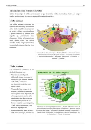 Célula eucariota 20
Diferencias entre células eucariotas
Existen diversos tipos de células eucariotas entre las que destacan las células de animales y plantas. Los hongos y
muchos protistas tienen, sin embargo, algunas diferencias substanciales.
Células animales
Estructura de una célula animal típica: 1. Nucléolo, 2. Núcleo, 3. Ribosoma, 4. Vesícula,
5. Retículo endoplasmático rugoso, 6. Aparato de Golgi, 7. Citoesqueleto (microtúbulos),
8. Retículo endoplasmático liso, 9. Mitocondria, 10. Peroxisoma, 11. Citoplasma, 12.
Lisosoma. 13. Centriolo.
Las células animales componen los
tejidos de los animales y se distinguen
de las células vegetales en que carecen
de paredes celulares y de cloroplastos
y poseen centríolos y vacuolas más
pequeñas y, generalmente, más
abundantes. Debido a la carencia de
pared celular rígida, las células
animales pueden adoptar variedad de
formas e incluso pueden fagocitar otras
estructuras.
Células vegetales
Estructura de una célula vegetal típica: 1. Núcleo, 2. Nucléolo, 3. Membrana nuclear, 4.
Retículo endoplasmático rugoso, 5. Leucoplasto, 6. Citoplasma, 7. Dictiosoma / Aparato
de Golgi, 8. Pared celular, 9. Peroxisoma, 10. Membrana plasmática, 11. Mitocondria, 12.
Vacuola central, 13. Cloroplasto, 14. Plasmodesmos, 15. Retículo endoplasmático liso,
16. Citoesqueleto, 17. Vesícula, 18. Ribosomas.
Las características distintivas de las
células de las plantas son:
• Una vacuola central grande
(delimitada por una membrana, el
tonoplasto), que mantiene la forma
de la célula y controla el
movimiento de moléculas entre
citosol y savia.
• Una pared celular compuesta de
celulosa y proteínas, y en muchos
casos, lignina, que es depositada por
el protoplasto en el exterior de la
membrana celular. Esto contrasta
con las paredes celulares de los
hongos, que están hechas de quitina,
y la de los procariontes, que están
hechas de peptidoglicano.
• Los plasmodesmos, poros de enlace
en la pared celular que permiten que
 