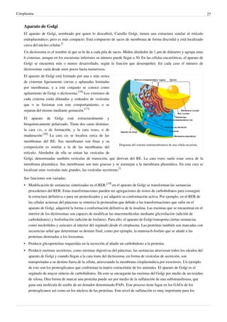 Citoplasma 27
Aparato de Golgi
El aparato de Golgi, nombrado por quien lo descubrió, Camillo Golgi, tienen una estructura similar al retículo
endoplasmático; pero es más compacto. Está compuesto de sacos de membrana de forma discoidal y está localizado
cerca del núcleo celular.
[]
Un dictiosoma es el nombre al que se le da a cada pila de sacos. Miden alrededor de 1 µm de diámetro y agrupa unas
6 cisternas, aunque en los eucariotas inferiores su número puede llegar a 30. En las células eucarióticas, el aparato de
Golgi se encuentra más o menos desarrollado, según la función que desempeñen. En cada caso el número de
dictiosomas varía desde unos pocos hasta numerosos.
Diagrama del sistema endomembranoso de una célula eucariota.
El aparato de Golgi está formado por una o más series
de cisternas ligeramente curvas y aplanadas limitadas
por membranas, y a este conjunto se conoce como
apilamiento de Golgi o dictiosoma.
[16]
Los extremos de
cada cisterna están dilatados y rodeados de vesículas
que o se fusionan con este comportamiento, o se
separan del mismo mediante gemación.
[17]
El aparato de Golgi está estructuralmente y
bioquímicamente polarizado. Tiene dos caras distintas:
la cara cis, o de formación, y la cara trans, o de
maduración.
[18]
La cara cis se localiza cerca de las
membranas del RE. Sus membranas son finas y su
composición es similar a la de las membranas del
retículo. Alrededor de ella se sitúan las vesículas de
Golgi, denominadas también vesículas de transición, que derivan del RE. La cara trans suele estar cerca de la
membrana plasmática. Sus membranas son más gruesas y se asemejan a la membrana plasmática. En esta cara se
localizan unas vesículas más grandes, las vesículas secretoras.
[]
Sus funciones son variadas:
• Modificación de sustancias sintetizadas en el RER:
[19]
en el aparato de Golgi se transforman las sustancias
procedentes del RER. Estas transformaciones pueden ser agregaciones de restos de carbohidratos para conseguir
la estructura definitiva o para ser proteolizados y así adquirir su conformación activa. Por ejemplo, en el RER de
las células acinosas del páncreas se sintetiza la proinsulina que debido a las transformaciones que sufre en el
aparato de Golgi, adquirirá la forma o conformación definitiva de la insulina. Las enzimas que se encuentran en el
interior de los dictiosomas son capaces de modificar las macromoléculas mediante glicosilación (adición de
carbohidratos) y fosforilación (adición de fosfatos). Para ello, el aparato de Golgi transporta ciertas sustancias
como nucleótidos y azúcares al interior del orgánulo desde el citoplasma. Las proteínas también son marcadas con
secuencias señal que determinan su destino final, como por ejemplo, la manosa-6-fosfato que se añade a las
proteínas destinadas a los lisosomas.
•
• Producir glicoproteínas requeridas en la secreción al añadir un carbohidrato a la proteína.
•
• Producir enzimas secretoras, como enzimas digestivas del páncreas: las sustancias atraviesan todos los sáculos del
aparato de Golgi y cuando llegan a la cara trans del dictiosoma, en forma de vesículas de secreción, son
transportadas a su destino fuera de la célula, atravesando la membrana citoplasmática por exocitosis. Un ejemplo
de esto son los proteoglicanos que conforman la matriz extracelular de los animales. El aparato de Golgi es el
orgánulo de mayor síntesis de carbohidratos. De esto se encargarán las enzimas del Golgi por medio de un residuo
de xilosa. Otra forma de marcar una proteína puede ser por medio de la sulfatación de una sulfotransferasa, que
gana una molécula de azufre de un donador denominado PAPs. Este proceso tiene lugar en los GAGs de los
proteoglicanos así como en los núcleos de las proteínas. Este nivel de sulfatación es muy importante para los
 