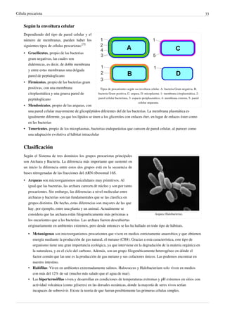 Célula procariota 33
Según la envoltura celular
Tipos de procariontes según su envoltura celular. A: bacteria Gram negativa, B:
bacteria Gram positiva, C: arquea, D: micoplasma. 1- membrana citoplasmática, 2-
pared celular bacteriana, 3- espacio periplasmático, 4- membrana externa, 5- pared
celular arqueana.
Dependiendo del tipo de pared celular y el
número de membranas, pueden haber los
siguientes tipos de células procariotas:
[3]
• Gracilicutes, propio de las bacterias
gram negativas, las cuales son
didérmicas, es decir, de doble membrana
y entre estas membranas una delgada
pared de peptidoglicano
• Firmicutes, propio de las bacterias gram
positivas, con una membrana
citoplasmática y una gruesa pared de
peptidoglicano
• Mendosicutes, propio de las arqueas, con
una pared celular mayormente de glicopéptidos diferentes del de las bacterias. La membrana plasmática es
igualmente diferente, ya que los lípidos se únen a los gliceroles con enlaces éter, en lugar de enlaces éster como
en las bacterias
• Tenericutes, propio de los micoplasmas, bacterias endoparásitas que carecen de pared celular, al parecer como
una adaptación evolutiva al hábitat intracelular
Clasificación
Arquea (Halobacteria).
Según el Sistema de tres dominios los grupos procariotas principales
son Archaea y Bacteria. La diferencia más importante que sustentó en
un inicio la diferencia entre estos dos grupos está en la secuencia de
bases nitrogenadas de las fracciones del ARN ribosomal 16S.
• Arqueas son microorganismos unicelulares muy primitivos. Al
igual que las bacterias, las archaea carecen de núcleo y son por tanto
procariontes. Sin embargo, las diferencias a nivel molecular entre
archaeas y bacterias son tan fundamentales que se las clasifica en
grupos distintos. De hecho, estas diferencias son mayores de las que
hay, por ejemplo, entre una planta y un animal. Actualmente se
considera que las archaea están filogenéticamente más próximas a
los eucariontes que a las bacterias. Las archaea fueron descubiertas
originariamente en ambientes extremos, pero desde entonces se las ha hallado en todo tipo de hábitats.
• Metanógenos son microorganismos procariontes que viven en medios estrictamente anaerobios y que obtienen
energía mediante la producción de gas natural, el metano (CH4). Gracias a esta característica, este tipo de
organismo tiene una gran importancia ecológica, ya que interviene en la degradación de la materia orgánica en
la naturaleza, y en el ciclo del carbono. Además, son un grupo filogenéticamente heterogéneo en dónde el
factor común que las une es la producción de gas metano y sus cofactores únicos. Las podemos encontrar en
nuestro intestino.
• Halófilas: Viven en ambientes extremadamente salinos. Halococcus y Halobacterium solo viven en medios
con más del 12% de sal (mucho más salado que el agua de mar).
• Las hipertermófilas viven y desarrollan en condiciones de temperaturas extremas y pH extremos en sitios con
actividad volcánica (como géiseres) en las dorsales oceánicas, donde la mayoría de seres vivos serían
incapaces de sobrevivir. Existe la teoría de que fueran posiblemente las primeras células simples.
 
