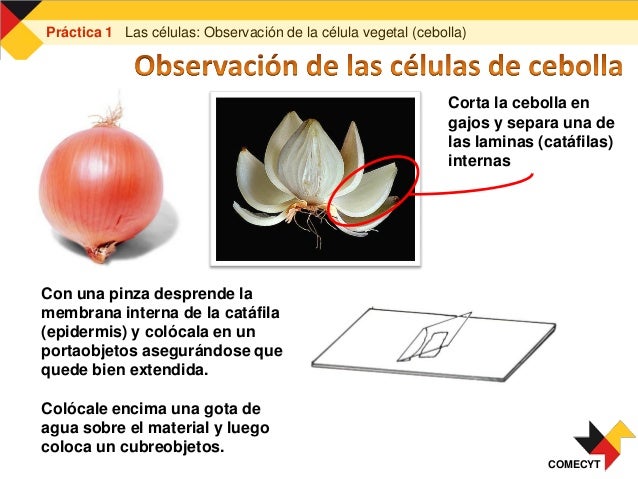 La célula. Práctica. Comecyt. Miranda.