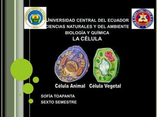UNIVERSIDAD CENTRAL DEL ECUADOR
CIENCIAS NATURALES Y DEL AMBIENTE
BIOLOGÍA Y QUÍMICA

LA CÉLULA

SOFÍA TOAPANTA
SEXTO SEMESTRE

 