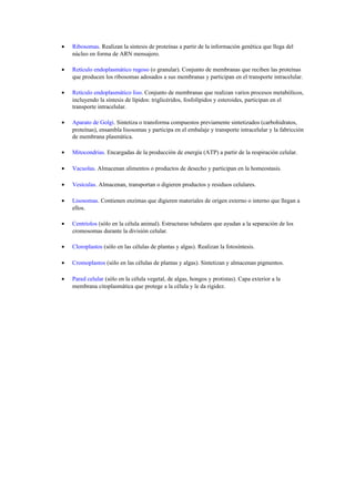 •

Ribosomas. Realizan la síntesis de proteínas a partir de la información genética que llega del
núcleo en forma de ARN mensajero.

•

Retículo endoplasmático rugoso (o granular). Conjunto de membranas que reciben las proteínas
que producen los ribosomas adosados a sus membranas y participan en el transporte intracelular.

•

Retículo endoplasmático liso. Conjunto de membranas que realizan varios procesos metabólicos,
incluyendo la síntesis de lípidos: triglicéridos, fosfolípidos y esteroides, participan en el
transporte intracelular.

•

Aparato de Golgi. Sintetiza o transforma compuestos previamente sintetizados (carbohidratos,
proteínas), ensambla lisosomas y participa en el embalaje y transporte intracelular y la fabricción
de membrana plasmática.

•

Mitocondrias. Encargadas de la producción de energía (ATP) a partir de la respiración celular.

•

Vacuolas. Almacenan alimentos o productos de desecho y participan en la homeostasis.

•

Vesículas. Almacenan, transportan o digieren productos y residuos celulares.

•

Lisosomas. Contienen enzimas que digieren materiales de origen externo o interno que llegan a
ellos.

•

Centríolos (sólo en la célula animal). Estructuras tubulares que ayudan a la separación de los
cromosomas durante la división celular.

•

Cloroplastos (sólo en las células de plantas y algas). Realizan la fotosíntesis.

•

Cromoplastos (sólo en las células de plantas y algas). Sintetizan y almacenan pigmentos.

•

Pared celular (sólo en la célula vegetal, de algas, hongos y protistas). Capa exterior a la
membrana citoplasmática que protege a la célula y le da rigidez.

 