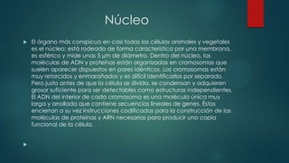 Núcleo
 El órgano más conspicuo en casi todas las células animales y vegetales
es el núcleo; está rodeado de forma característica por una membrana,
es esférico y mide unas 5 µm de diámetro. Dentro del núcleo, las
moléculas de ADN y proteínas están organizadas en cromosomas que
suelen aparecer dispuestos en pares idénticos. Los cromosomas están
muy retorcidos y enmarañados y es difícil identificarlos por separado.
Pero justo antes de que la célula se divida, se condensan y adquieren
grosor suficiente para ser detectables como estructuras independientes.
El ADN del interior de cada cromosoma es una molécula única muy
larga y arrollada que contiene secuencias lineales de genes. Éstos
encierran a su vez instrucciones codificadas para la construcción de las
moléculas de proteínas y ARN necesarias para producir una copia
funcional de la célula.

 