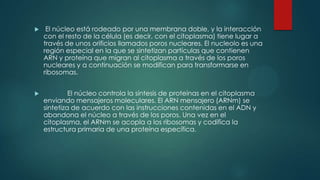  El núcleo está rodeado por una membrana doble, y la interacción
con el resto de la célula (es decir, con el citoplasma) tiene lugar a
través de unos orificios llamados poros nucleares. El nucleolo es una
región especial en la que se sintetizan partículas que contienen
ARN y proteína que migran al citoplasma a través de los poros
nucleares y a continuación se modifican para transformarse en
ribosomas.
 El núcleo controla la síntesis de proteínas en el citoplasma
enviando mensajeros moleculares. El ARN mensajero (ARNm) se
sintetiza de acuerdo con las instrucciones contenidas en el ADN y
abandona el núcleo a través de los poros. Una vez en el
citoplasma, el ARNm se acopla a los ribosomas y codifica la
estructura primaria de una proteína específica.
 