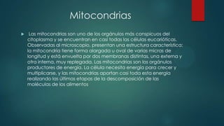 Mitocondrias
 Las mitocondrias son uno de los orgánulos más conspicuos del
citoplasma y se encuentran en casi todas las células eucarióticas.
Observadas al microscopio, presentan una estructura característica:
la mitocondria tiene forma alargada u oval de varias micras de
longitud y está envuelta por dos membranas distintas, una externa y
otra interna, muy replegada. Las mitocondrias son los orgánulos
productores de energía. La célula necesita energía para crecer y
multiplicarse, y las mitocondrias aportan casi toda esta energía
realizando las últimas etapas de la descomposición de las
moléculas de los alimentos
 