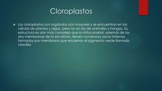 Cloroplastos
 Los cloroplastos son orgánulos aún mayores y se encuentran en las
células de plantas y algas, pero no en las de animales y hongos. Su
estructura es aún más compleja que la mitocondrial: además de las
dos membranas de la envoltura, tienen numerosos sacos internos
formados por membrana que encierran el pigmento verde llamado
clorofila
 