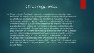 Otros organelos
 El aparato de Golgi está formado por pilas de sacos aplanados
envueltos en membrana; este aparato recibe las moléculas formadas
en el retículo endoplasmático, las transforma y las dirige hacia
distintos lugares de la célula. Los lisosomas son pequeños orgánulos
de forma irregular que contienen reservas de enzimas necesarias
para la digestión celular de numerosas moléculas indeseables. Los
peroxisomas son vesículas pequeñas envueltas en membrana que
proporcionan un sustrato delimitado para reacciones en las cuales se
genera y degrada peróxido de hidrógeno, un compuesto reactivo
que puede ser peligroso para la célula. Las membranas forman
muchas otras vesículas pequeñas encargadas de transportar
materiales entre orgánulos. En una célula animal típica, los orgánulos
limitados por membrana pueden ocupar hasta la mitad del volumen
celular total.
 