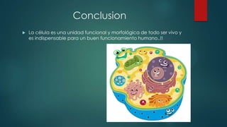 Conclusion
 La célula es una unidad funcional y morfológica de todo ser vivo y
es indispensable para un buen funcionamiento humano..!!
 