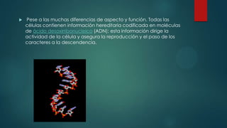  Pese a las muchas diferencias de aspecto y función. Todas las
células contienen información hereditaria codificada en moléculas
de ácido desoxirribonucleico (ADN); esta información dirige la
actividad de la célula y asegura la reproducción y el paso de los
caracteres a la descendencia.
 