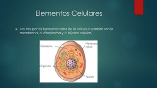 Elementos Celulares
 Las tres partes fundamentales de la célula eucariota son la
membrana, el citoplasma y el núcleo celular.
 