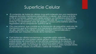 Superficie Celular
 El contenido de todas las células vivas está rodeado por una membrana
delgada llamada membrana plasmática, o celular, que marca el límite
entre el contenido celular y el medio externo. La membrana plasmática
es una película continua formada por moléculas de lípidos y proteínas,
entre 8 y 10 nanómetros (nm) de espesor y actúa como barrera selectiva
reguladora de la composición química de la.
 Otro mecanismo, que consiste en la formación de pequeñas vesículas de
membrana que se incorporan a la membrana plasmática o se separan
de ella, permite a las células animales transferir macromoléculas y
partículas aún mayores a través de la membrana.
 Casi todas las células bacterianas y vegetales están además
encapsuladas en una pared celular gruesa y sólida compuesta de
polisacáridos (el mayoritario en las plantas superiores es la celulosa). La
pared celular, que es externa a la membrana plasmática, mantiene la
forma de la célula y la protege de daños mecánicos, pero también limita
el movimiento celular y la entrada y salida de materiales.
 