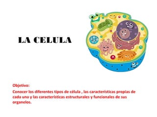 LA CELULA
Objetivo:
Conocer los diferentes tipos de célula , las características propias de
cada una y las características estructurales y funcionales de sus
organelos.
 