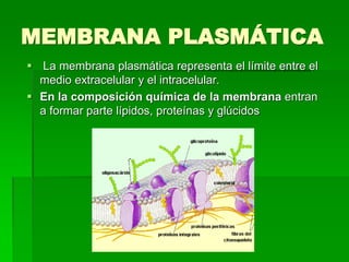 MEMBRANA PLASMÁTICA
 La membrana plasmática representa el límite entre el
medio extracelular y el intracelular.
 En la composición química de la membrana entran
a formar parte lípidos, proteínas y glúcidos
 