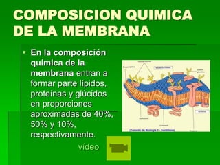 COMPOSICION QUIMICA
DE LA MEMBRANA
 En la composición
química de la
membrana entran a
formar parte lípidos,
proteínas y glúcidos
en proporciones
aproximadas de 40%,
50% y 10%,
respectivamente.
vídeo
 