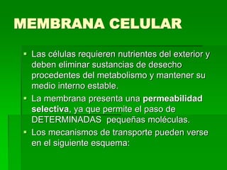 MEMBRANA CELULAR
 Las células requieren nutrientes del exterior y
deben eliminar sustancias de desecho
procedentes del metabolismo y mantener su
medio interno estable.
 La membrana presenta una permeabilidad
selectiva, ya que permite el paso de
DETERMINADAS pequeñas moléculas.
 Los mecanismos de transporte pueden verse
en el siguiente esquema:
 