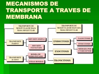MECANISMOS DE
TRANSPORTE A TRAVES DE
MEMBRANA
 