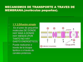 MECANISMOS DE TRANSPORTE A TRAVES DE
MEMBRANA.(moléculas pequeñas).
 1 Y 2.Difusión simple :
 Es el paso de pequeñas
moléculas DE DONDE
HAY MAS A DONDE
HAY MENOS (POR
TANTO NO HAY
GASTO ENERGÉTICO);
 Puede realizarse a
través de la bicapa
lipídica o a través de
canales proteícos.
 