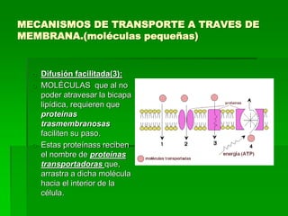 MECANISMOS DE TRANSPORTE A TRAVES DE
MEMBRANA.(moléculas pequeñas)
o Difusión facilitada(3):
o MOLÉCULAS que al no
poder atravesar la bicapa
lipídica, requieren que
proteínas
trasmembranosas
faciliten su paso.
o Estas proteínass reciben
el nombre de proteínas
transportadoras que,
arrastra a dicha molécula
hacia el interior de la
célula.
 