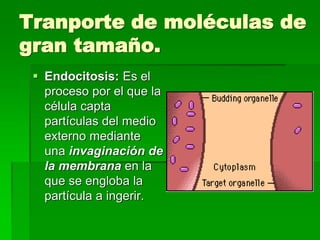 Tranporte de moléculas de
gran tamaño.
 Endocitosis: Es el
proceso por el que la
célula capta
partículas del medio
externo mediante
una invaginación de
la membrana en la
que se engloba la
partícula a ingerir.
 