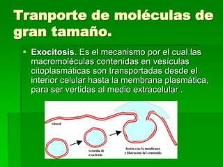 Tranporte de moléculas de
gran tamaño.
 Exocitosis. Es el mecanismo por el cual las
macromoléculas contenidas en vesículas
citoplasmáticas son transportadas desde el
interior celular hasta la membrana plasmática,
para ser vertidas al medio extracelular .
 