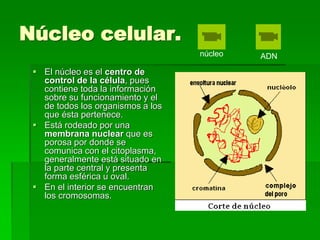 Núcleo celular.
 El núcleo es el centro de
control de la célula, pues
contiene toda la información
sobre su funcionamiento y el
de todos los organismos a los
que ésta pertenece.
 Está rodeado por una
membrana nuclear que es
porosa por donde se
comunica con el citoplasma,
generalmente está situado en
la parte central y presenta
forma esférica u oval.
 En el interior se encuentran
los cromosomas.
núcleo ADN
 
