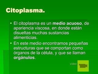 Citoplasma.
 El citoplasma es un medio acuoso, de
apariencia viscosa, en donde están
disueltas muchas sustancias
alimenticias.
 En este medio encontramos pequeñas
estructuras que se comportan como
órganos de la célula, y que se llaman
orgánulos.
vídeo
 