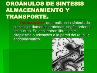 ORGÁNULOS DE SINTESIS
ALMACENAMIENTO Y
TRANSPORTE.
Los ribosomas, que realizan la síntesis de
sustancias llamadas proteínas, según ordenes
del núcleo. Se encuentran libres en el
citoplasma o adosados a la pared del retículo
endoplasmático.
 