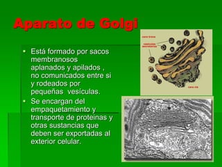Aparato de Golgi
 Está formado por sacos
membranosos
aplanados y apilados ,
no comunicados entre si
y rodeados por
pequeñas vesículas.
 Se encargan del
empaquetamiento y
transporte de proteinas y
otras sustancias que
deben ser exportadas al
exterior celular.
 