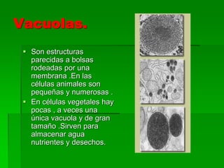 Vacuolas.
 Son estructuras
parecidas a bolsas
rodeadas por una
membrana .En las
células animales son
pequeñas y numerosas .
 En células vegetales hay
pocas , a veces una
única vacuola y de gran
tamaño .Sirven para
almacenar agua
nutrientes y desechos.
 