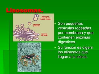 Lisosomas.
 Son pequeñas
vesículas rodeadas
por membrana y que
contienen enzimas
digestivos.
 Su función es digerir
los alimentos que
llegan a la célula.
 