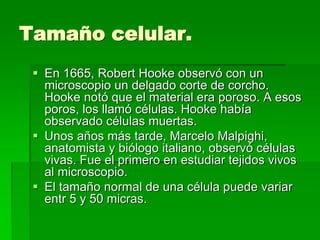 Tamaño celular.
 En 1665, Robert Hooke observó con un
microscopio un delgado corte de corcho.
Hooke notó que el material era poroso. A esos
poros, los llamó células. Hooke había
observado células muertas.
 Unos años más tarde, Marcelo Malpighi,
anatomista y biólogo italiano, observó células
vivas. Fue el primero en estudiar tejidos vivos
al microscopio.
 El tamaño normal de una célula puede variar
entr 5 y 50 micras.
 