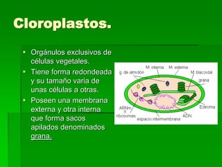 Cloroplastos.
 Orgánulos exclusivos de
células vegetales.
 Tiene forma redondeada
y su tamaño varia de
unas células a otras.
 Poseen una membrana
externa y otra interna
que forma sacos
apilados denominados
grana.
 