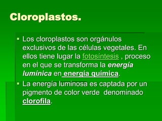 Cloroplastos.
 Los cloroplastos son orgánulos
exclusivos de las células vegetales. En
ellos tiene lugar la fotosíntesis , proceso
en el que se transforma la energía
lumínica en energía química.
 La energía luminosa es captada por un
pigmento de color verde denominado
clorofila.
 