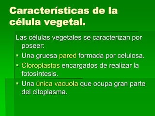 Características de la
célula vegetal.
Las células vegetales se caracterizan por
poseer:
 Una gruesa pared formada por celulosa.
 Cloroplastos encargados de realizar la
fotosíntesis.
 Una única vacuola que ocupa gran parte
del citoplasma.
 