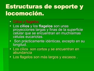 Estructuras de soporte y
locomoción.
 Cilios y flagelos:
 Los cilios y los flagelos son unas
proyecciones largas y finas de la superficie
celular que se encuentran en muchísimas
células eucariotas.
 Son prácticamente idénticas, excepto en su
longitud.
 Los cilios son cortos y se encuentran en
abundancia
 Los flagelos son más largos y escasos .
 
