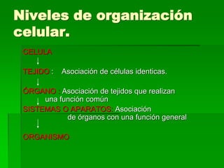 Niveles de organización
celular.
CELULA
TEJIDO : Asociación de células identicas.
ÓRGANO : Asociación de tejidos que realizan
una función común
SISTEMAS O APARATOS: Asociación
de órganos con una función general
ORGANISMO
 