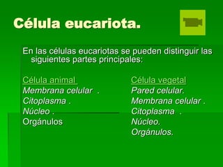 Célula eucariota.
En las células eucariotas se pueden distinguir las
siguientes partes principales:
Célula animal Célula vegetal
Membrana celular . Pared celular.
Citoplasma . Membrana celular .
Núcleo . Citoplasma .
Orgánulos Núcleo.
Orgánulos.
 