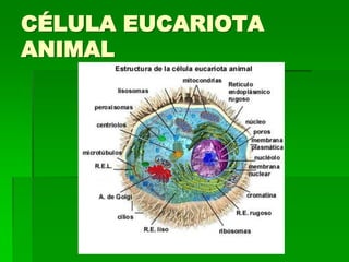 CÉLULA EUCARIOTA
ANIMAL
 