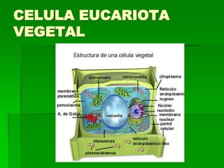 CELULA EUCARIOTA
VEGETAL
 